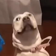 salvabulldawg