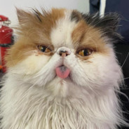 Mr Pooky