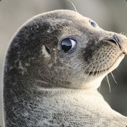 n0mlet - steam id 76561197971716318