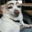 Nuggit_36's avatar