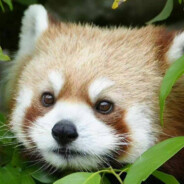 极品屌丝玩电脑