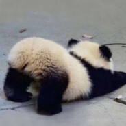 廿九的哥斯拉没名字