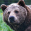 DaBearssssss