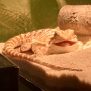 Sigmariusz Kuku Cola