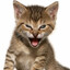 Roaring Kitty