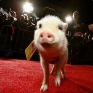 TheBigPigWithABigRig