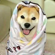 萌新老菜逼 seminaked