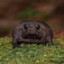 Black Rain Frog