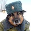 Russian Dog