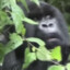 Tree Gorilla