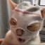 猫猫突击手