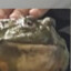 AfricanBullfrog