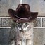 CowboyCat