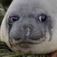 Clubsy the Seal