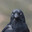 Bird avatar