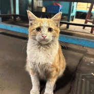 나는 물고기를 좋아한다