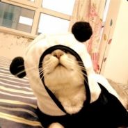 铁头功
