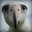 Albatroas