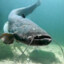Catfish