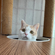 江