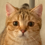FaruQwQ