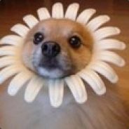 DogFlower_
