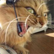 MiriW avatar
