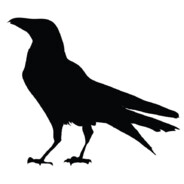 Corvus