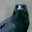 Crow