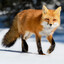 Random Foxy