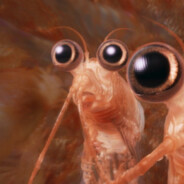 ♡ SEX Креветочка ♡