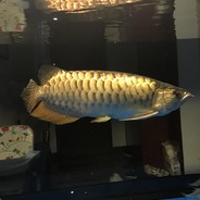 Gino