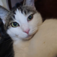 海绵体大战括约肌