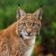 Lynx