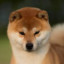 Tomaseu_005