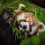 MysticPanda