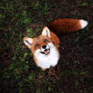 HappyFox