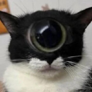 The Observer