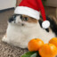 He11Cat