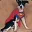 super_dog
