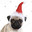 pug