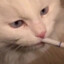 meow