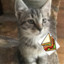 Sir Sandwich