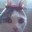 [!] Lton_LBK . -