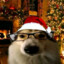 Christmas Dog :D