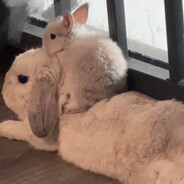 早日西雅图上岸求求了