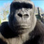 Monkey see Monkey do