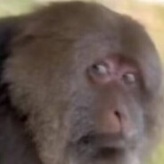 夏日精灵嗡嗡酱