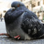 commandfatpigeon