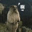 高山之鸽悦萝莉